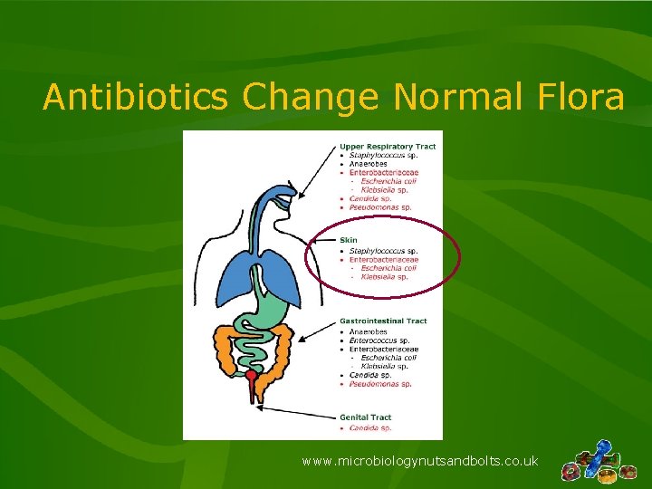 Antibiotics Change Normal Flora www. microbiologynutsandbolts. co. uk 