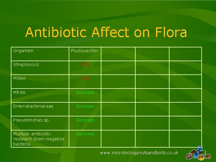 Antibiotic Affect on Flora Organism Flucloxacillin Streptococci Kills MSSA Kills MRSA Survives Enterobacteriaceae Survives Antibiotic Affect on Flora Organism Flucloxacillin Streptococci Kills MSSA Kills MRSA Survives Enterobacteriaceae Survives