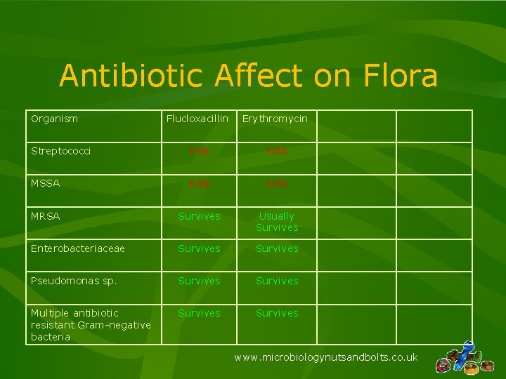 Antibiotic Affect on Flora Organism Flucloxacillin Erythromycin Streptococci Kills MSSA Kills MRSA Survives Usually Antibiotic Affect on Flora Organism Flucloxacillin Erythromycin Streptococci Kills MSSA Kills MRSA Survives Usually