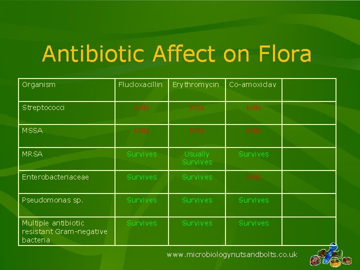 Antibiotic Affect on Flora Organism Flucloxacillin Erythromycin Co-amoxiclav Streptococci Kills MSSA Kills MRSA Survives