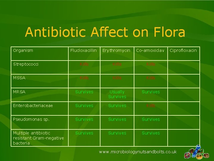 Antibiotic Affect on Flora Organism Flucloxacillin Erythromycin Co-amoxiclav Streptococci Kills MSSA Kills MRSA Survives