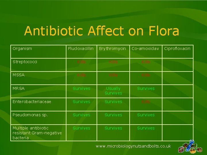 Antibiotic Affect on Flora Organism Flucloxacillin Erythromycin Co-amoxiclav Streptococci Kills MSSA Kills MRSA Survives Antibiotic Affect on Flora Organism Flucloxacillin Erythromycin Co-amoxiclav Streptococci Kills MSSA Kills MRSA Survives