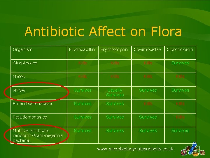 Antibiotic Affect on Flora Organism Flucloxacillin Erythromycin Co-amoxiclav Ciprofloxacin Streptococci Kills Survives MSSA Kills