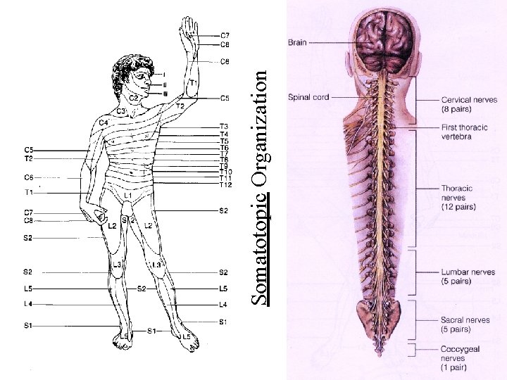 Somatotopic Organization 