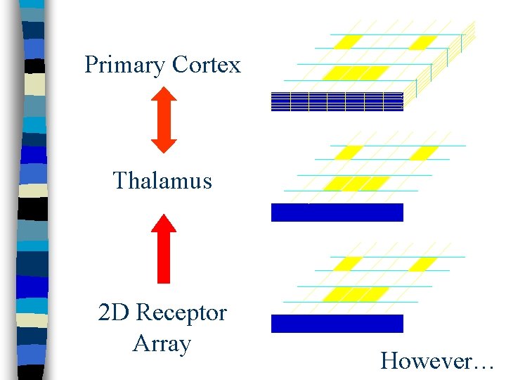 Primary Cortex Thalamus 2 D Receptor Array However… 