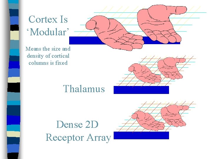 Cortex Is ‘Modular’ Means the size and density of cortical columns is fixed Thalamus