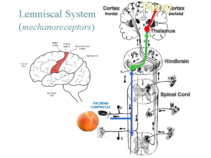 Lemniscal System (mechanoreceptors) Cortex frontal Fuzzy. Cortex parietal Thalamus Hindbrain Spinal Cord PACINIAN CORPUSCLE