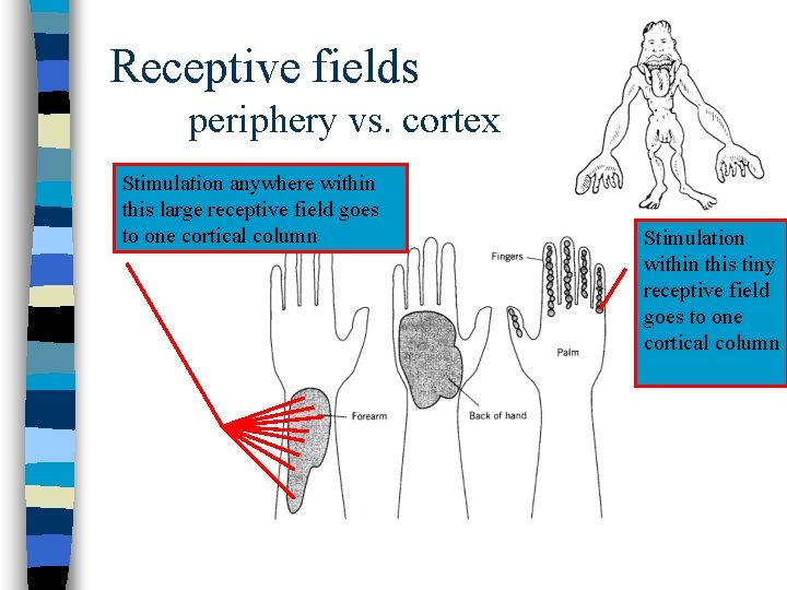 Receptive fields periphery vs. cortex Stimulation anywhere within this large receptive field goes to