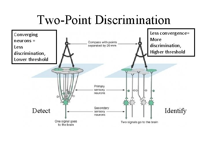 Two-Point Discrimination Converging neurons = Less discrimination, Lower threshold Detect Less convergence= More discrimination,