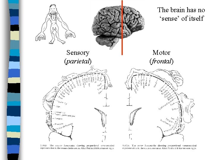 The brain has no ‘sense’ of itself Sensory (parietal) Motor (frontal) 