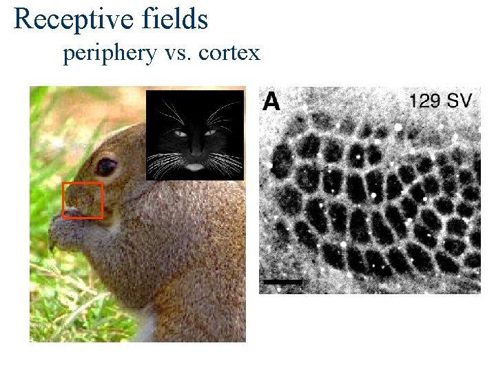 Receptive fields periphery vs. cortex 