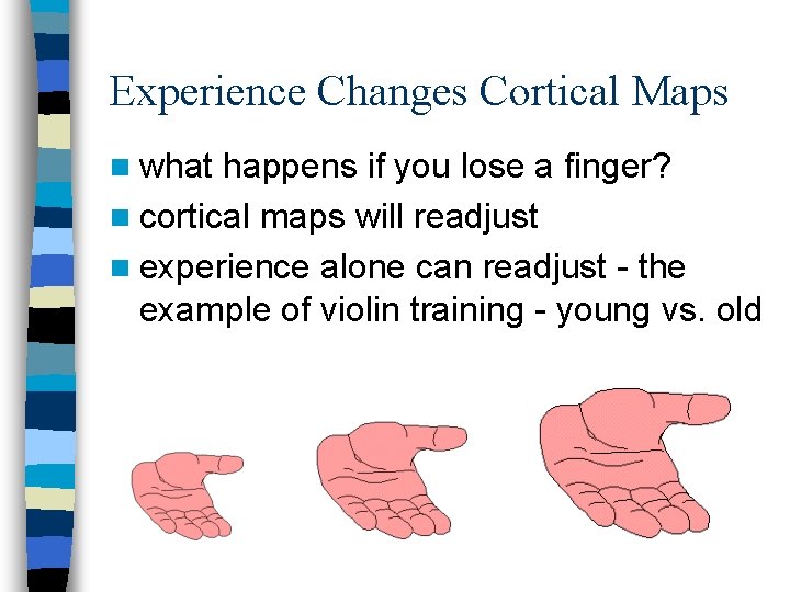 Experience Changes Cortical Maps n what happens if you lose a finger? n cortical