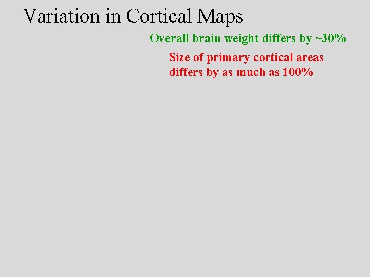 Variation in Cortical Maps Overall brain weight differs by ~30% Size of primary cortical