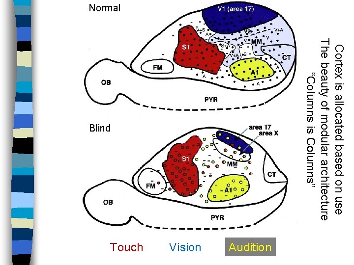 Normal Audition Vision Touch Cortex is allocated based on use The beauty of modular