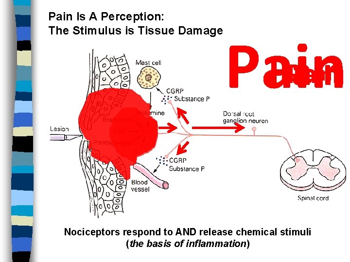 Pain Is A Perception: The Stimulus is Tissue Damage Pain Nociceptors respond to AND