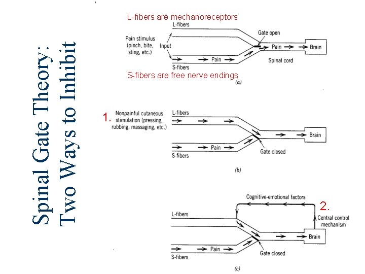 Spinal Gate Theory: Two Ways to Inhibit L-fibers are mechanoreceptors S-fibers are free nerve