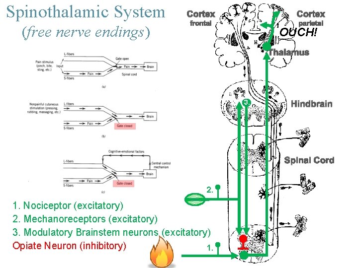 Spinothalamic System (free nerve endings) Cortex frontal parietal OUCH! Thalamus 3. Hindbrain Spinal Cord
