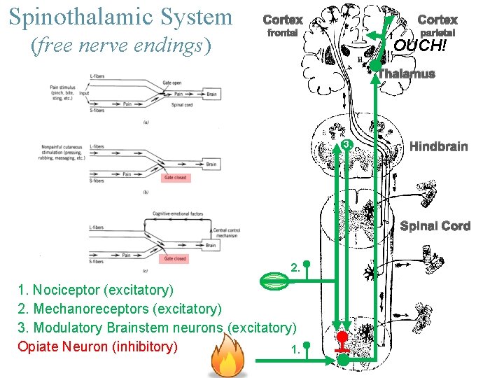 Spinothalamic System (free nerve endings) Cortex frontal parietal OUCH! Thalamus 3. Hindbrain Spinal Cord