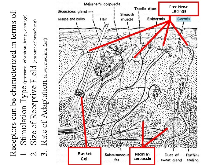 Receptors can be characterized in terms of: 1. Stimulation Type (pressure, vibration, temp, damage)