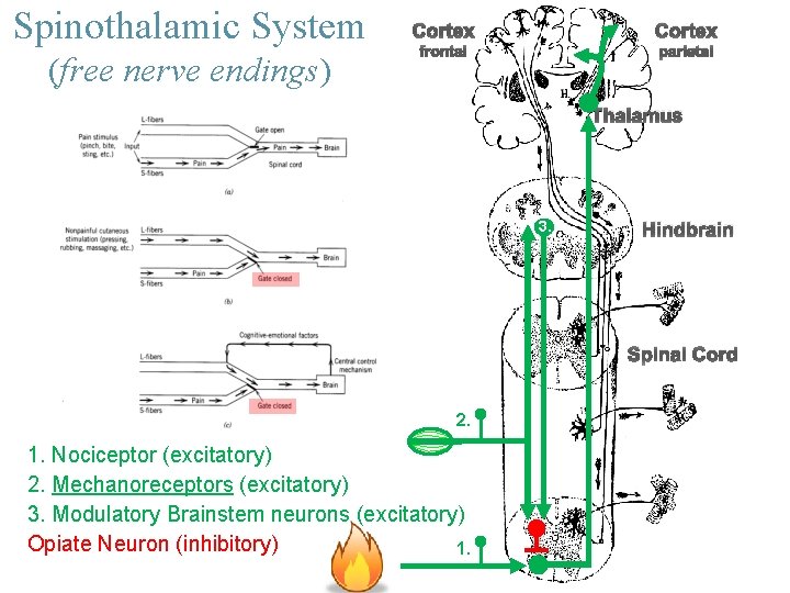 Spinothalamic System (free nerve endings) Cortex frontal parietal Thalamus 3. Hindbrain Spinal Cord 2.