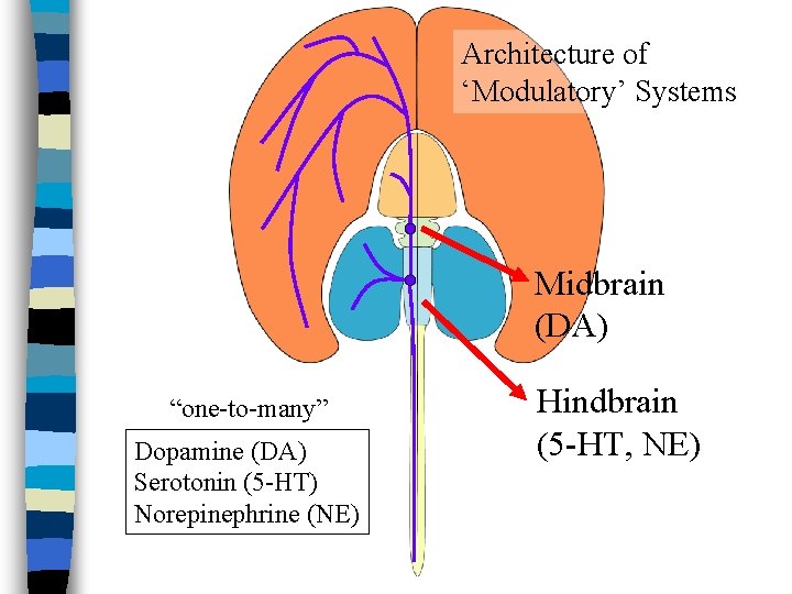 Architecture of ‘Modulatory’ Systems Midbrain (DA) “one-to-many” Dopamine (DA) Serotonin (5 -HT) Norepinephrine (NE)