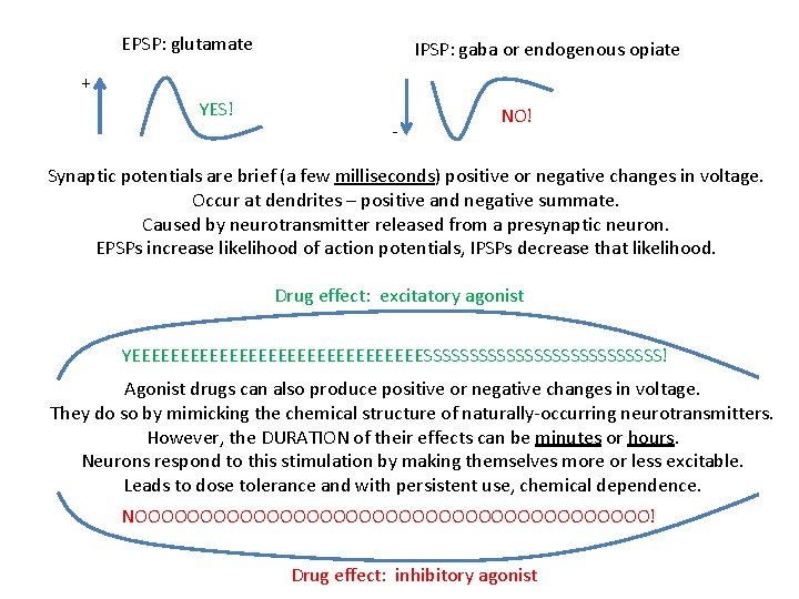 EPSP: glutamate IPSP: gaba or endogenous opiate + YES! - NO! Synaptic potentials are