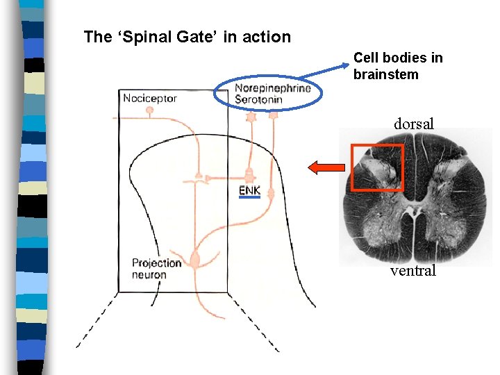 The ‘Spinal Gate’ in action Cell bodies in brainstem dorsal ventral 