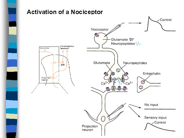 Activation of a Nociceptor 