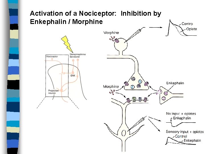 Activation of a Nociceptor: Inhibition by Enkephalin / Morphine 