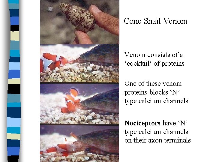 Cone Snail Venom consists of a ‘cocktail’ of proteins One of these venom proteins