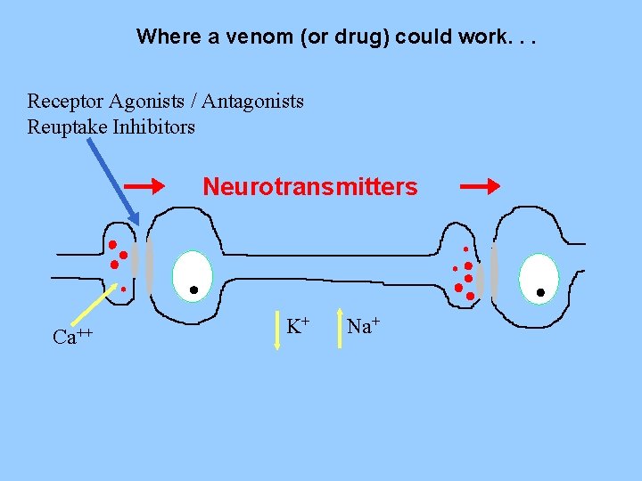 Where a venom (or drug) could work. . . Receptor Agonists / Antagonists Reuptake