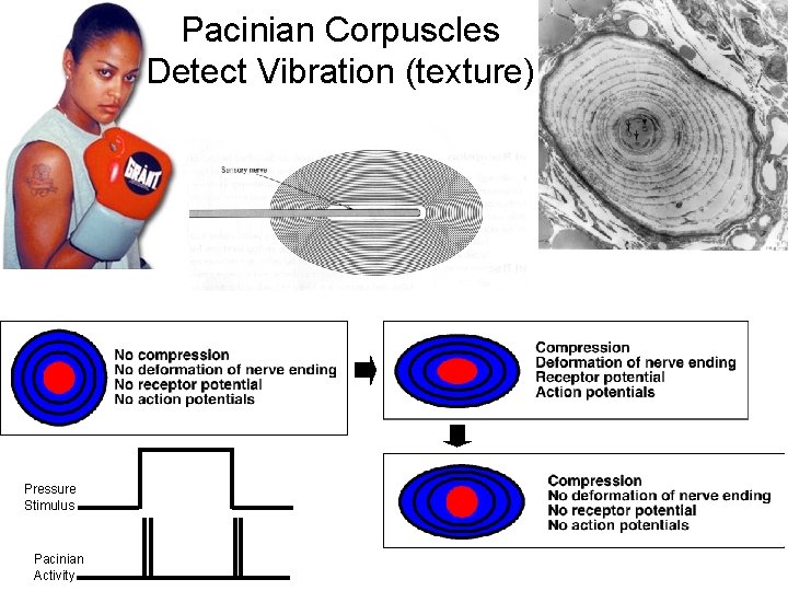 Pacinian Corpuscles Detect Vibration (texture) Pressure Stimulus Pacinian Activity 