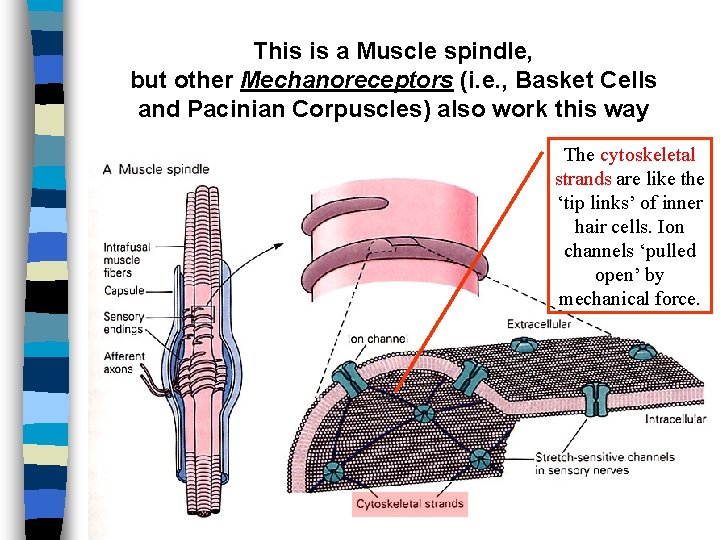 This is a Muscle spindle, but other Mechanoreceptors (i. e. , Basket Cells and