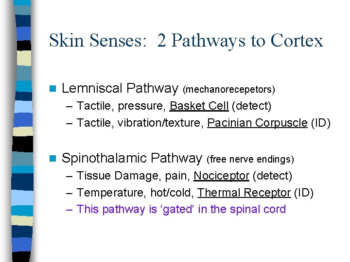 Skin Senses: 2 Pathways to Cortex n Lemniscal Pathway (mechanorecepetors) – Tactile, pressure, Basket