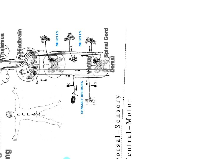 SENSORY NEURONS D O R S A L entral–Motor orsal–Sensory g Spinal Cord MUSCLES