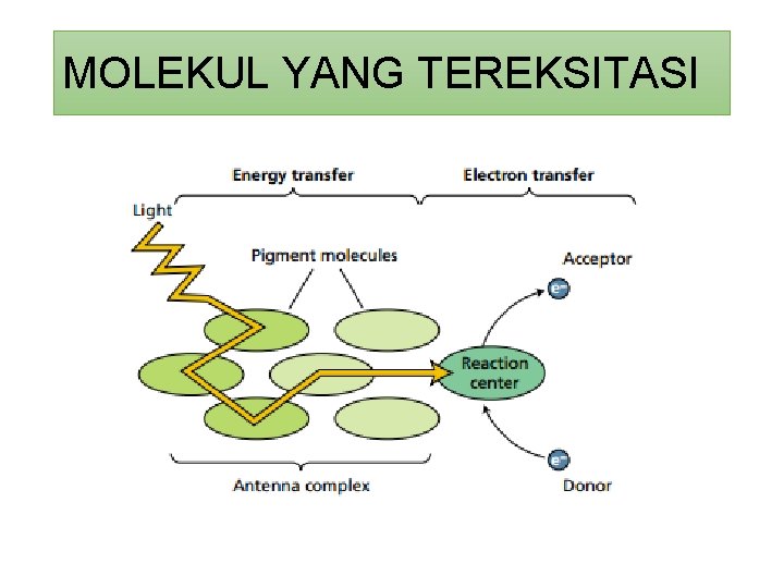 MOLEKUL YANG TEREKSITASI 