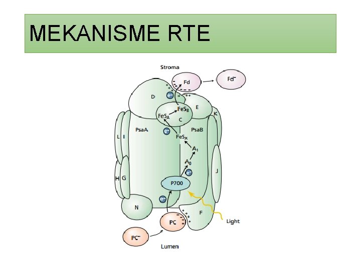 MEKANISME RTE 