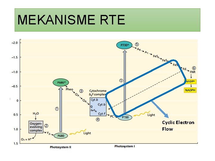 MEKANISME RTE Cyclic Electron Flow 