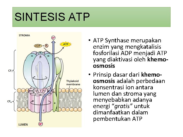 SINTESIS ATP • ATP Synthase merupakan enzim yang mengkatalisis fosforilasi ADP menjadi ATP yang