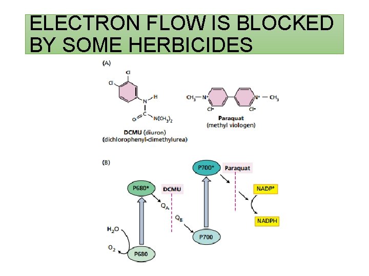 ELECTRON FLOW IS BLOCKED BY SOME HERBICIDES 