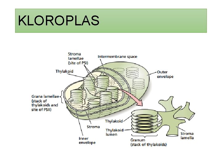 KLOROPLAS 