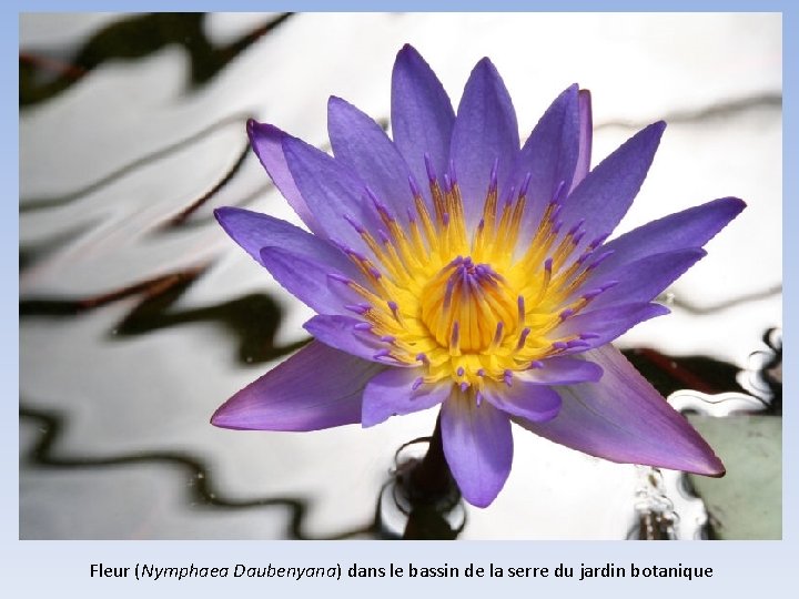 Fleur (Nymphaea Daubenyana) dans le bassin de la serre du jardin botanique 