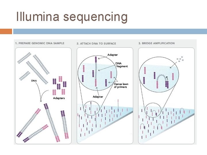 Illumina sequencing 