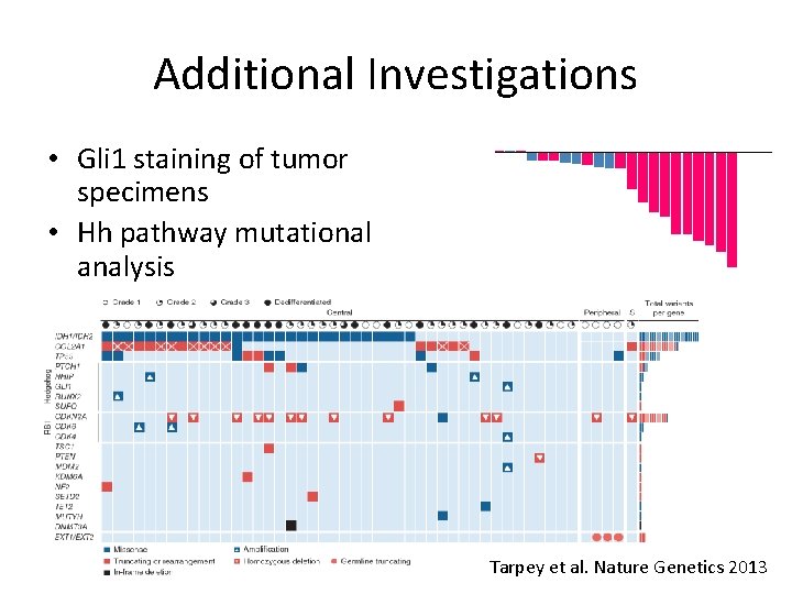Additional Investigations • Gli 1 staining of tumor specimens • Hh pathway mutational analysis