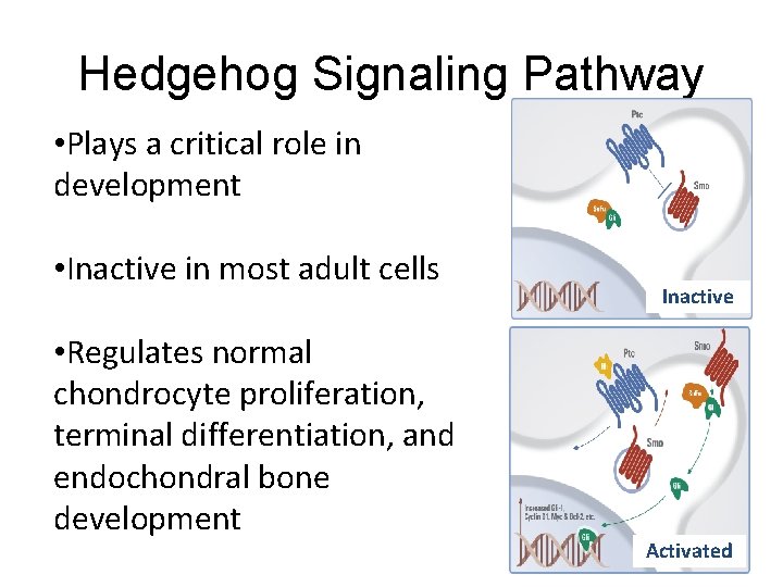 Hedgehog Signaling Pathway • Plays a critical role in development • Inactive in most