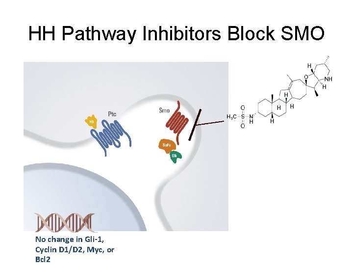 HH Pathway Inhibitors Block SMO No change in Gli-1, Cyclin D 1/D 2, Myc,