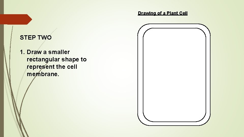 Drawing of a Plant Cell STEP TWO 1. Draw a smaller rectangular shape to