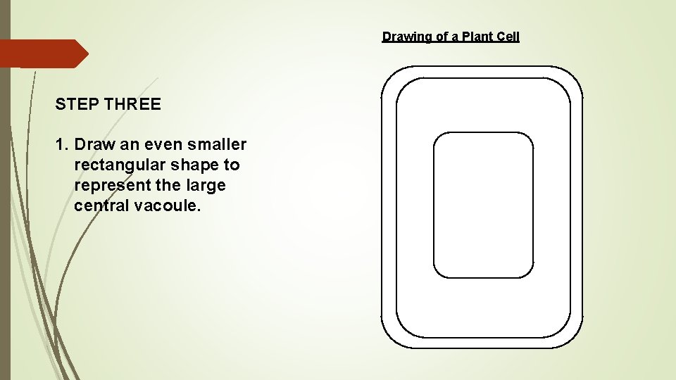 Drawing of a Plant Cell STEP THREE 1. Draw an even smaller rectangular shape
