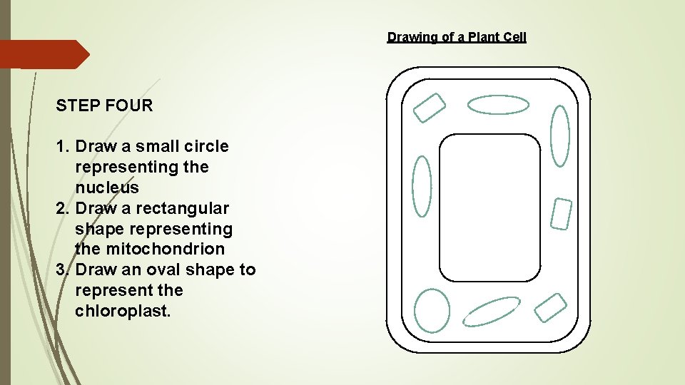 Drawing of a Plant Cell STEP FOUR 1. Draw a small circle representing the