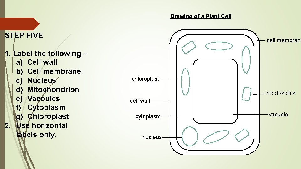 Drawing of a Plant Cell STEP FIVE 1. Label the following – a) Cell
